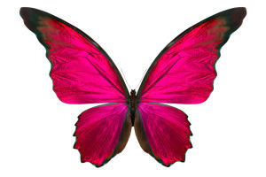 Hot Pink Butterfly