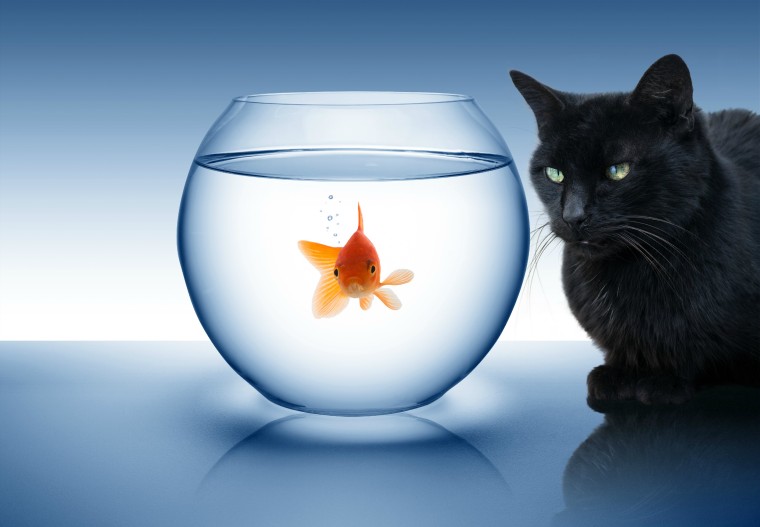 Goldfish and Black Cat